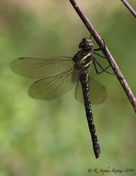 Aeshna umbrosa, female